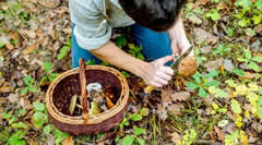 Résultats de recherche d'images pour « cueillette de champignons »