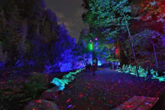 Résultats de recherche d'images pour « foresta lumina »